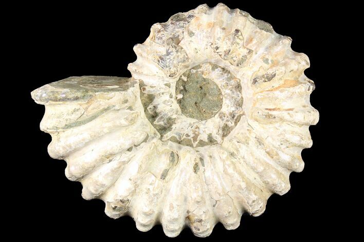 Bumpy Douvilleiceras Ammonite - Madagascar #79120